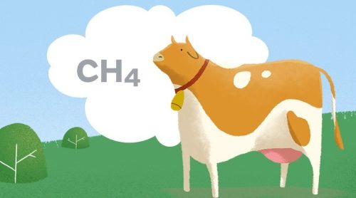 ¿Cuánto contaminan el medio ambiente las vacas? ¿Realmente, es tanto?
